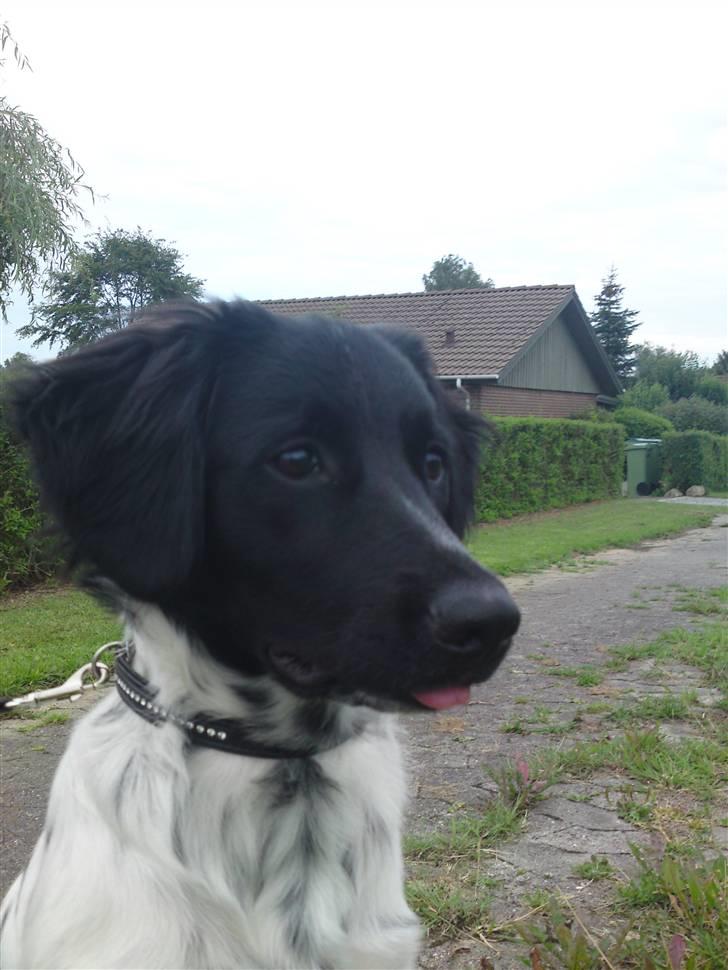 Stabijhoun Coco Chanel  billede 9