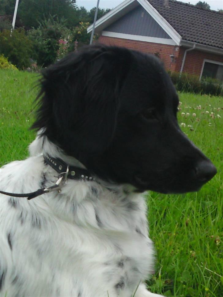 Stabijhoun Coco Chanel  billede 10