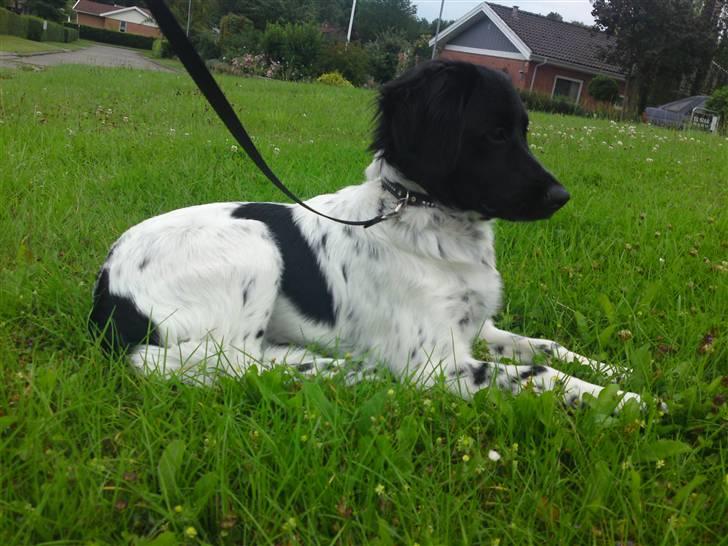 Stabijhoun Coco Chanel  billede 11