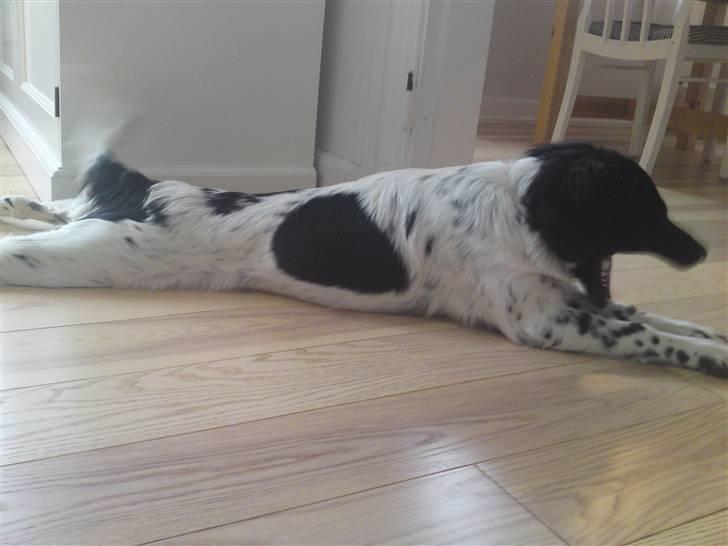 Stabijhoun Coco Chanel  billede 12