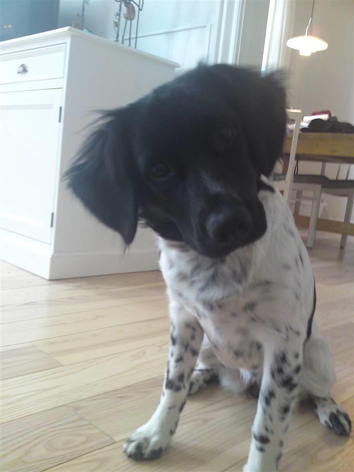 Stabijhoun Coco Chanel  billede 13