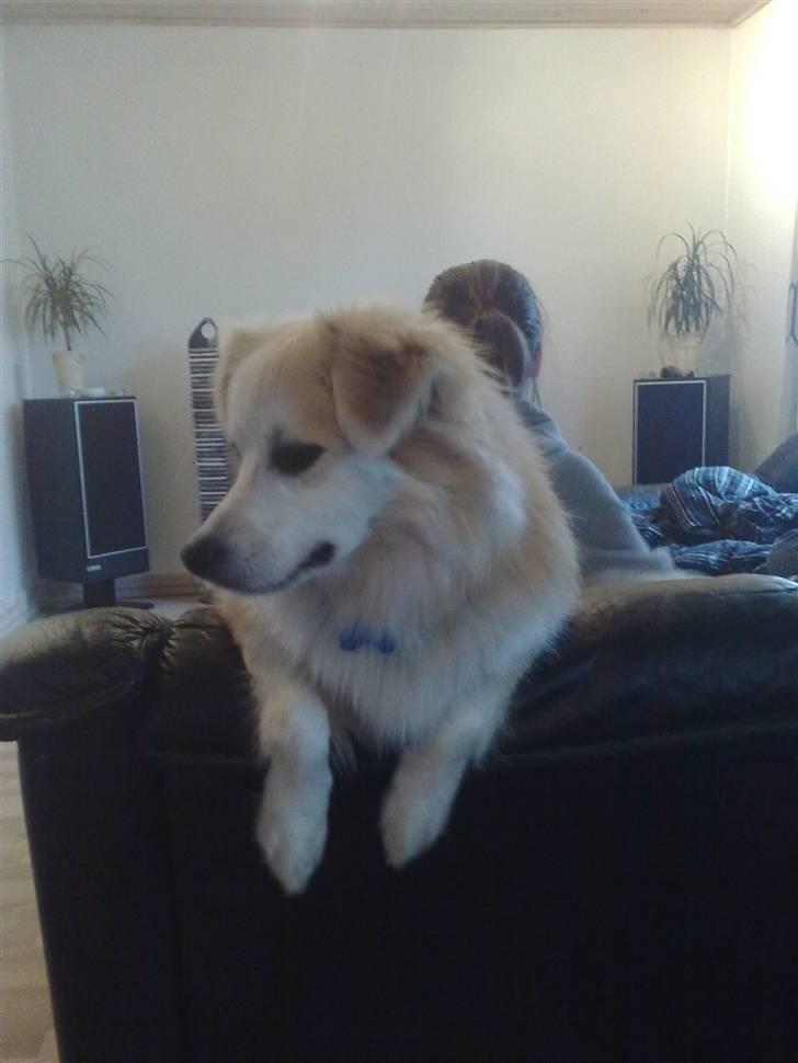 Japansk spids Balto billede 11