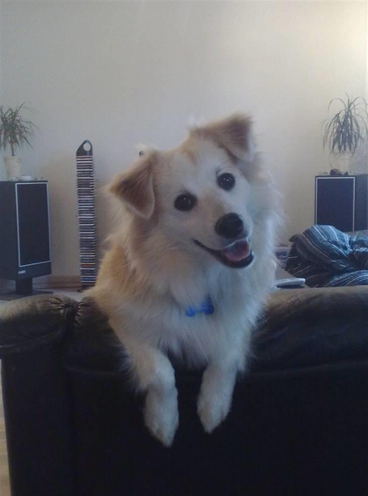 Japansk spids Balto billede 13