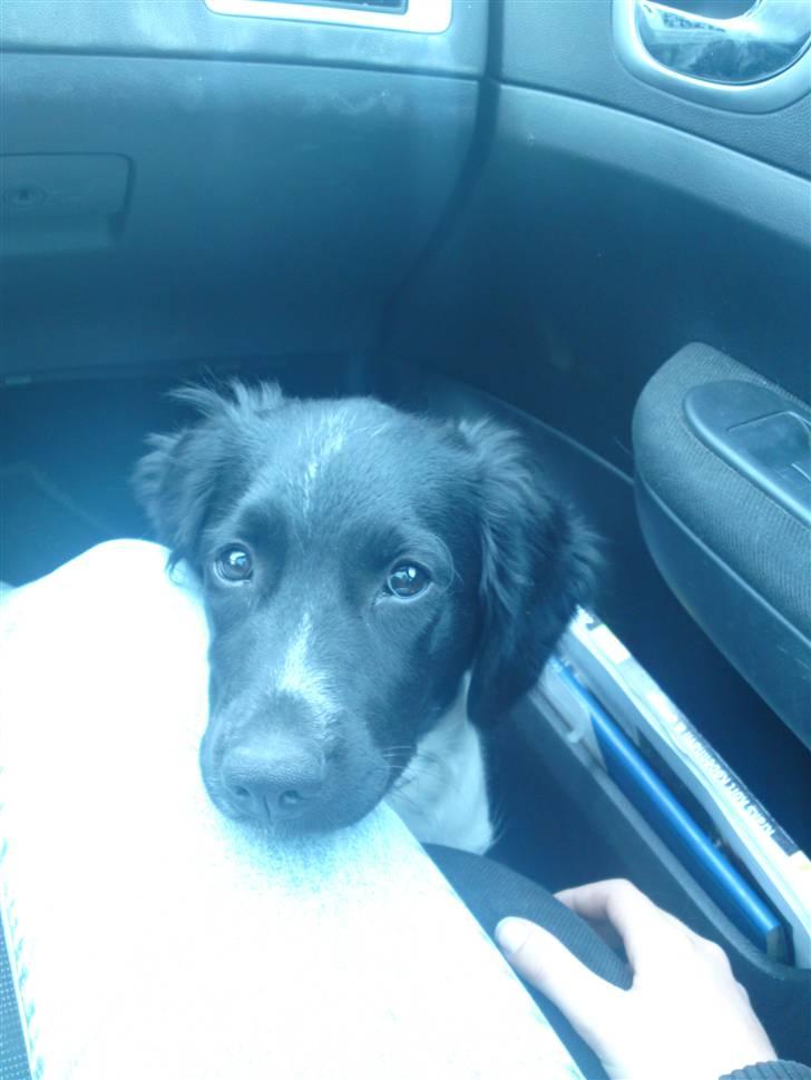 Stabijhoun Coco Chanel  billede 14