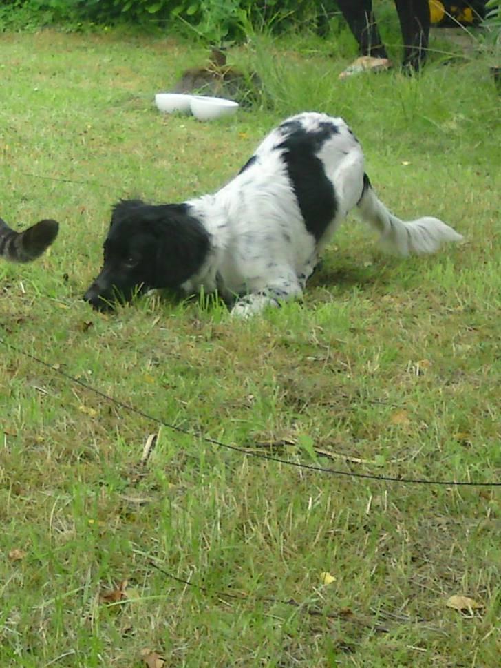 Stabijhoun Coco Chanel  billede 15