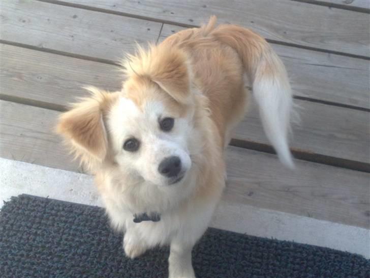 Japansk spids Balto billede 16