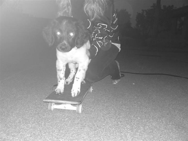 Stabijhoun Coco Chanel  billede 16