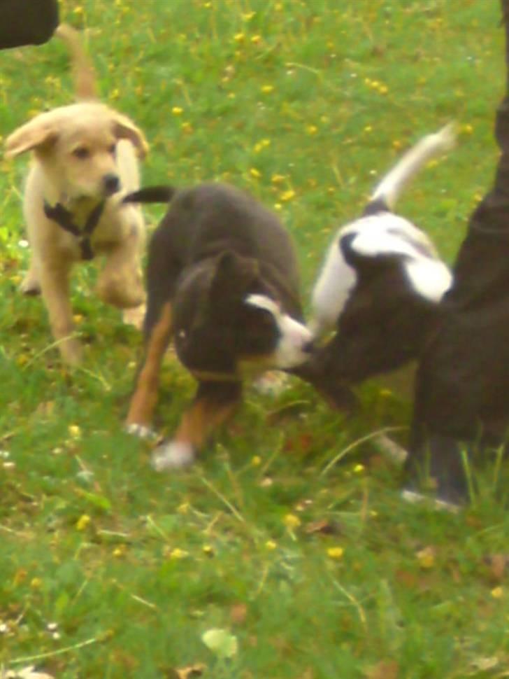 Stabijhoun Coco Chanel  billede 17