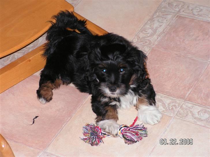 Blanding af racer Max - ligger foran en stol med mit legetøj billede 12