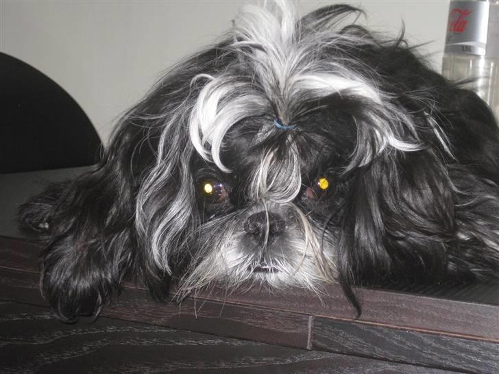 Shih tzu Kalle billede 19