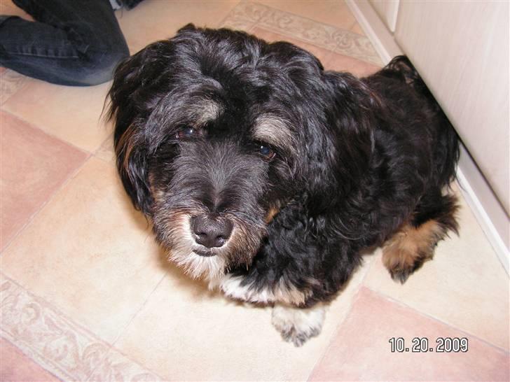 Blanding af racer Max billede 13