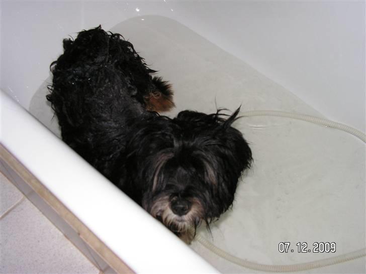 Blanding af racer Max - max i bad billede 14