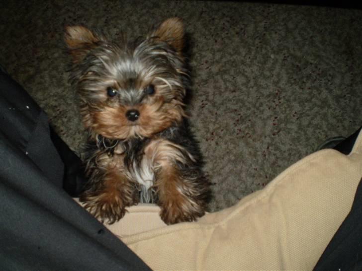 Yorkshire terrier lille per jensen junior. - hej hva sker der..??? billede 1