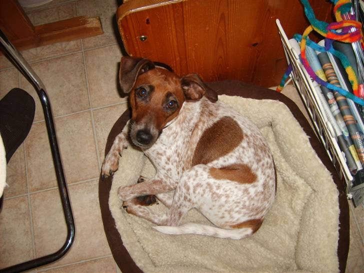 Dansk svensk gaardhund fifi (savnet) billede 6