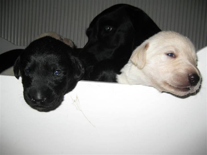 Blanding af racer Sussi - Et par af Sussis hvalpe billede 8