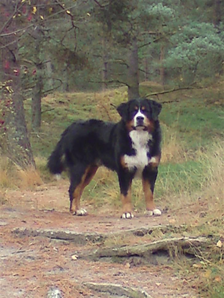 Berner sennenhund Terplinggaards Arkaen - Se hvor stor og flot jeg er blevet billede 14