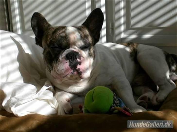 Fransk bulldog Koda billede 1