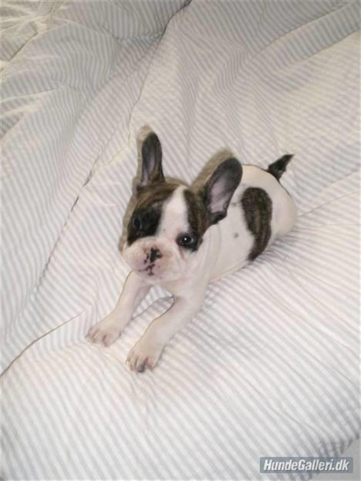 Fransk bulldog Koda billede 2