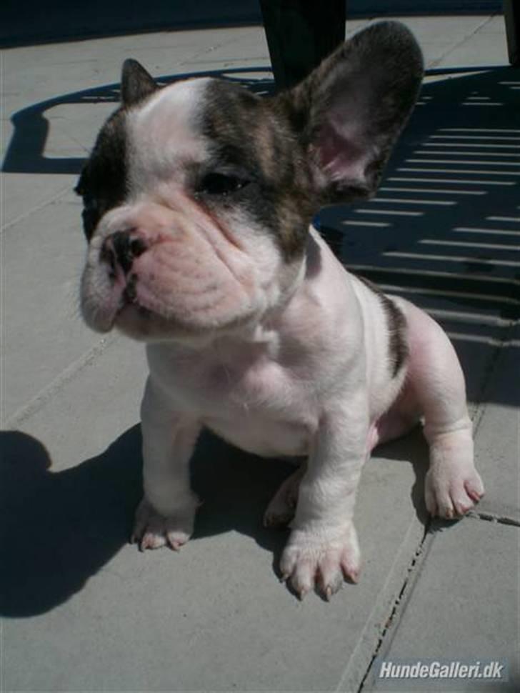 Fransk bulldog Koda billede 3