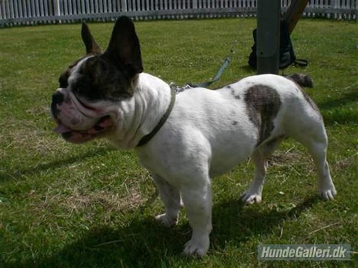 Fransk bulldog Koda billede 7