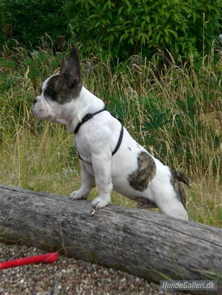 Fransk bulldog Koda billede 8