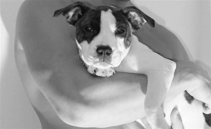 Amerikansk staffordshire terrier DKK For Your Eyes Only  billede 1