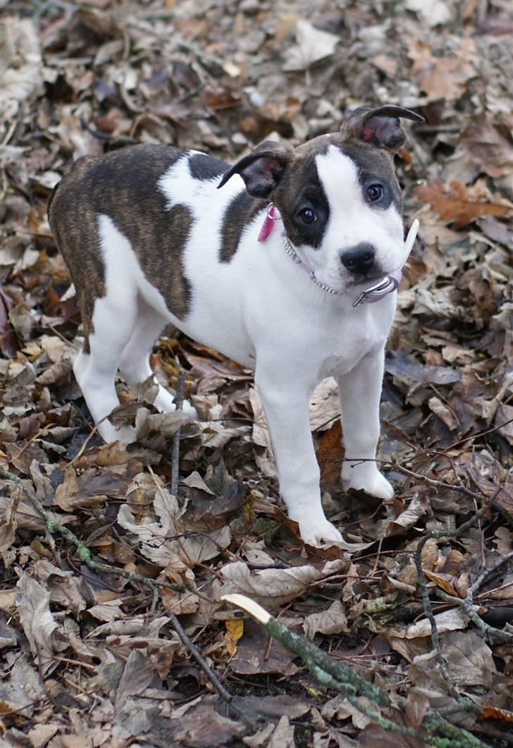 Amerikansk staffordshire terrier DKK For Your Eyes Only  billede 2