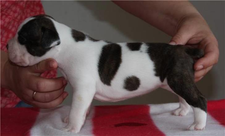 Amerikansk staffordshire terrier DKK For Your Eyes Only  billede 3