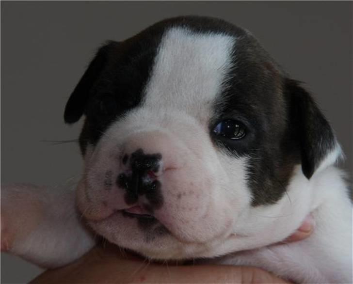 Amerikansk staffordshire terrier DKK For Your Eyes Only  billede 4