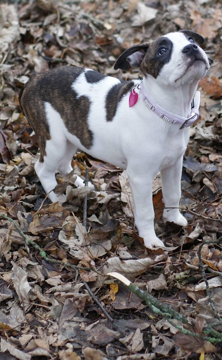 Amerikansk staffordshire terrier DKK For Your Eyes Only  billede 5