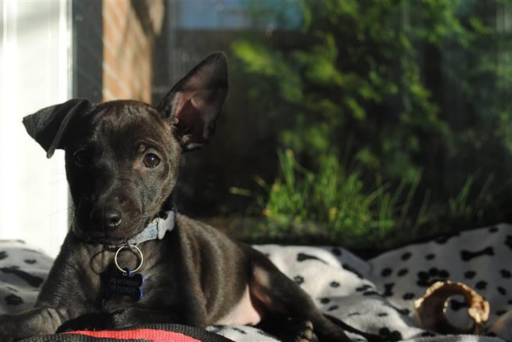 Blanding af racer Bailey billede 1