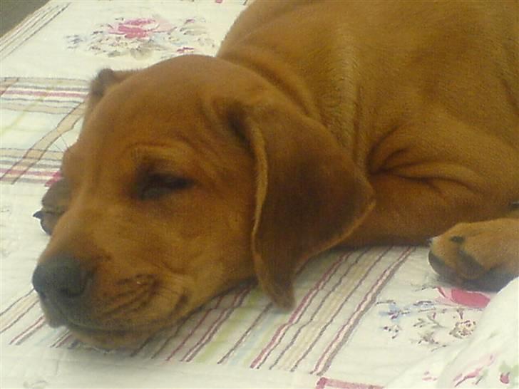 Rhodesian ridgeback Basse billede 1