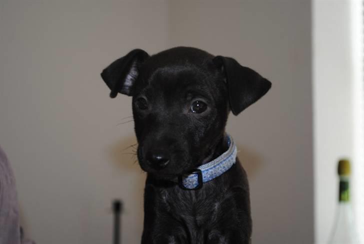 Blanding af racer Bailey billede 2