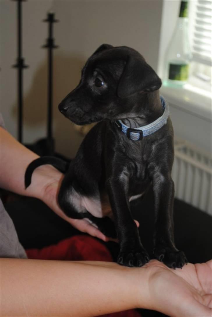 Blanding af racer Bailey billede 3