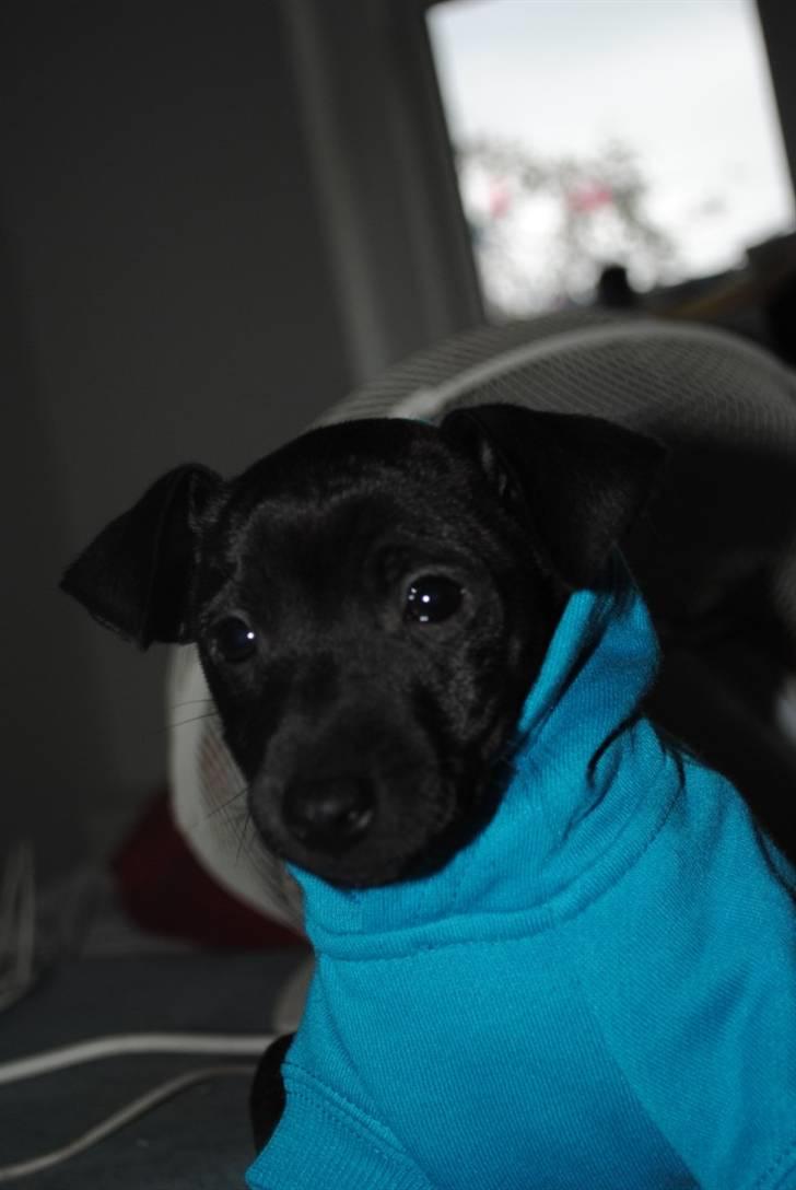 Blanding af racer Bailey billede 4