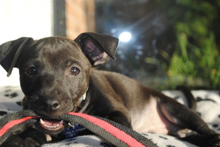 Blanding af racer Bailey billede 5