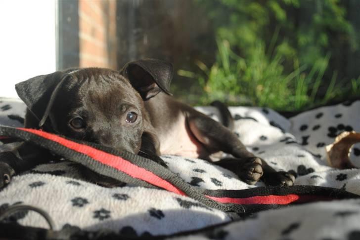 Blanding af racer Bailey billede 6