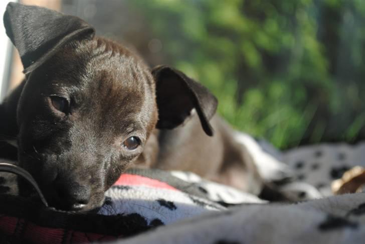 Blanding af racer Bailey billede 7