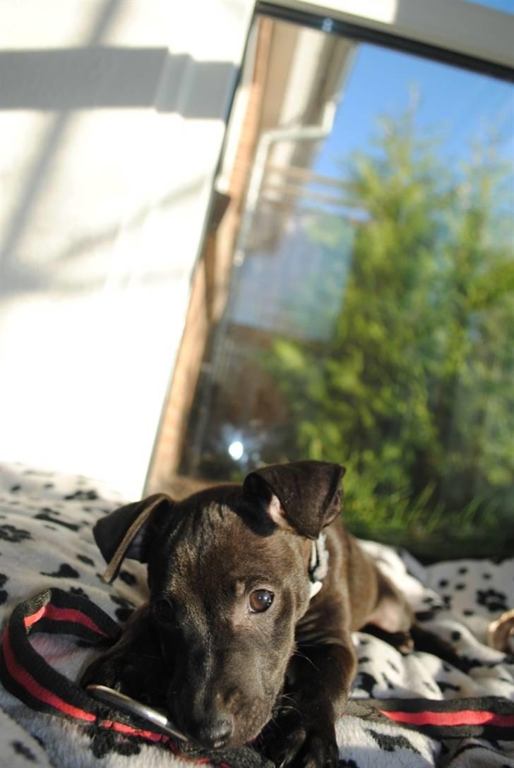 Blanding af racer Bailey billede 8