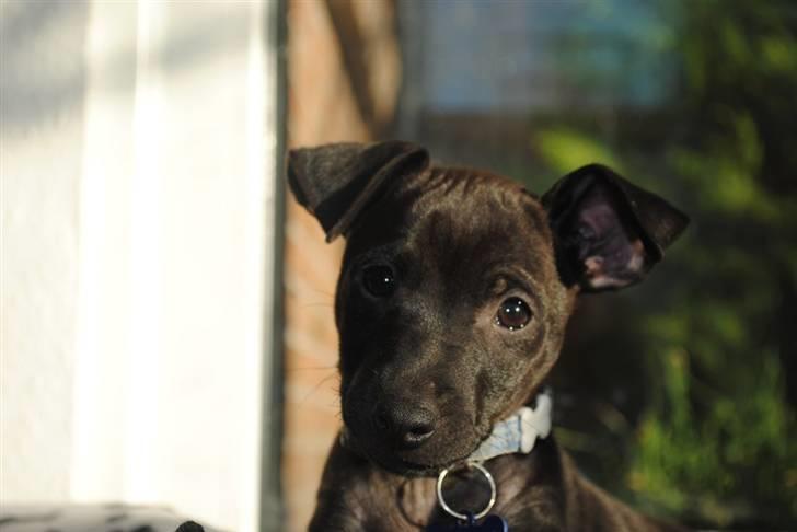 Blanding af racer Bailey billede 9