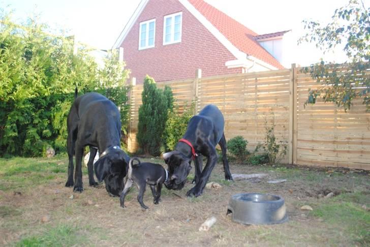 Blanding af racer Bailey - Sammen med storebror buzz og søster Dior billede 10