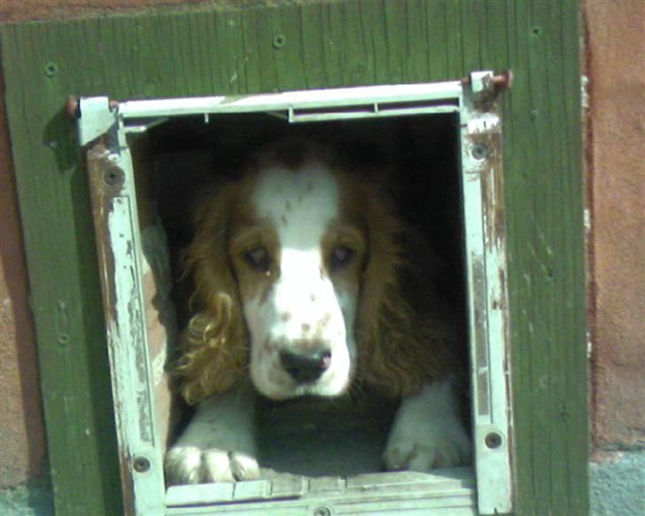 Cocker spaniel mathilde ( THILDE) - mig..<3 billede 14