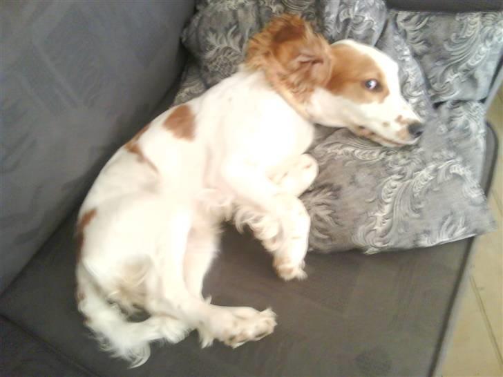 Cocker spaniel mathilde ( THILDE) - zzzzzzzzz billede 20