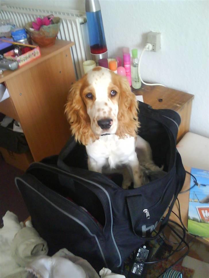 Cocker spaniel mathilde ( THILDE) - hey husk mig ´jeg vil med billede 15