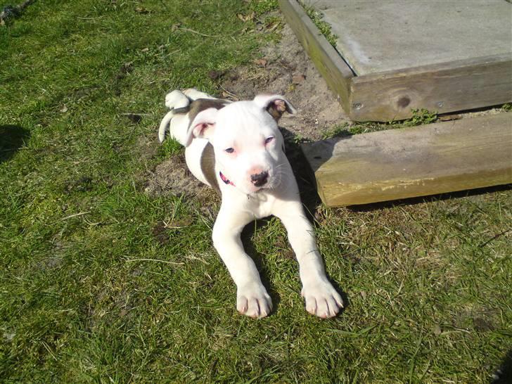 Blanding af racer Bella - Lille Bella nyder solen i haven  billede 1