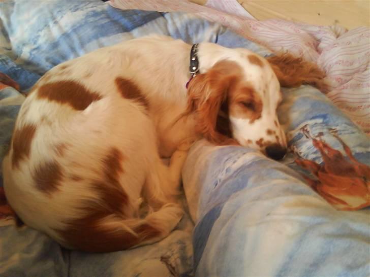 Cocker spaniel mathilde ( THILDE) - zzzZZZzzzzZZZZzzzz billede 16