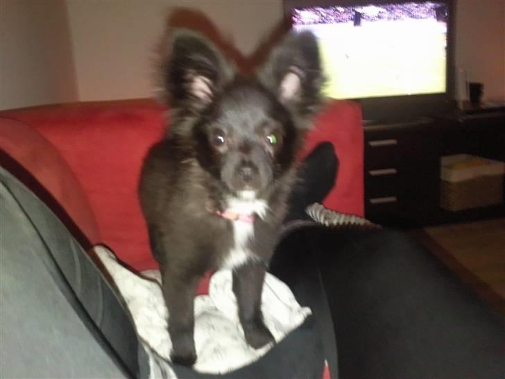 Papillon Lotus billede 1