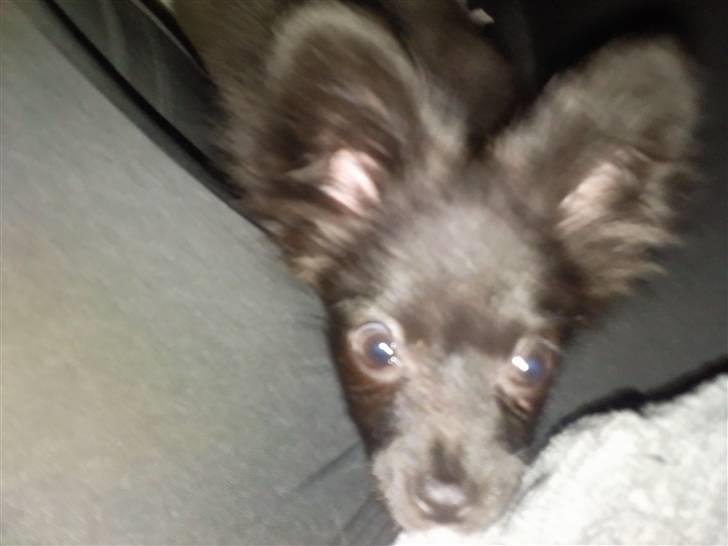 Papillon Lotus billede 2