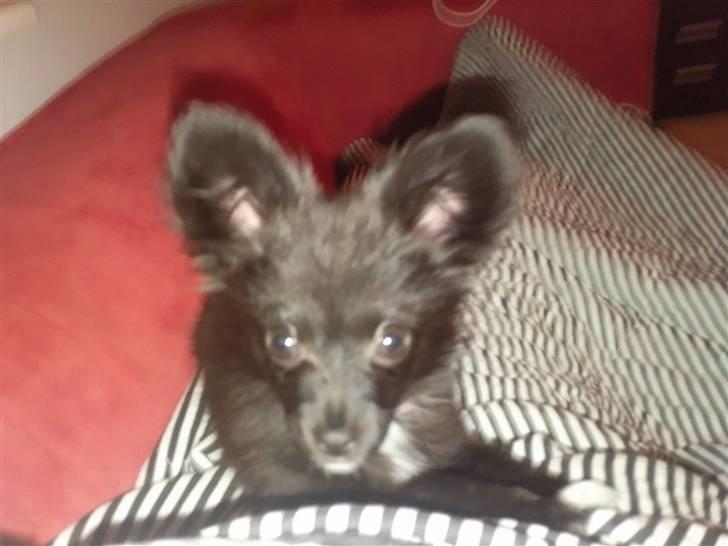 Papillon Lotus billede 3