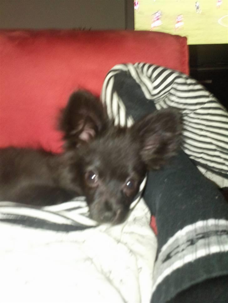 Papillon Lotus billede 4